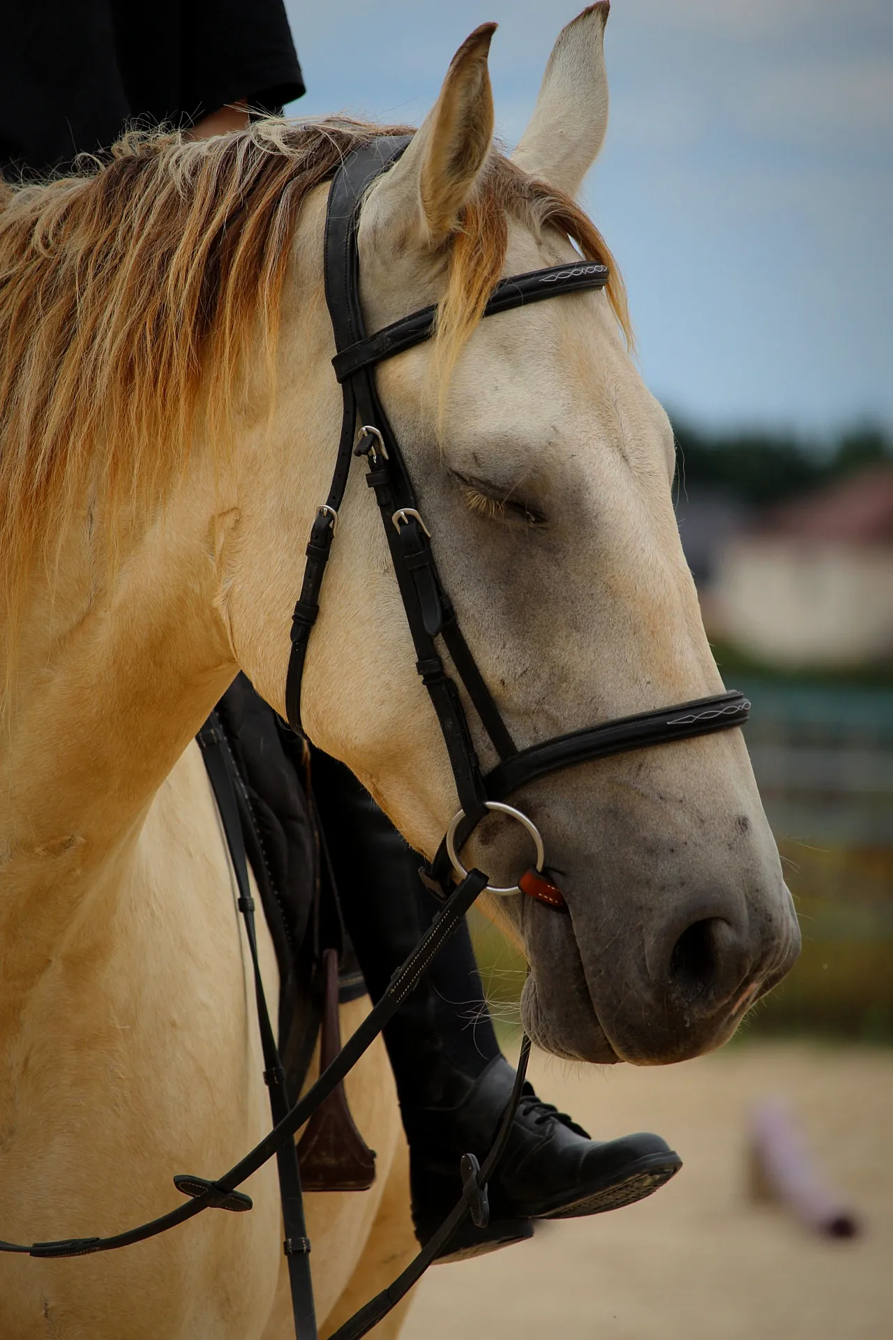 Animaux & chevaux — photo par Léa Créon Bossonnet